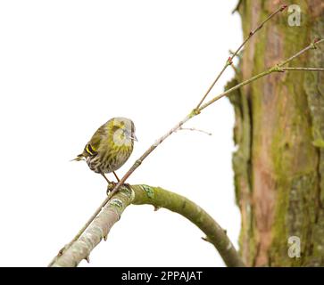 Female black-headed goldfinch (Carduelis spinus) sitting on the branch of a tree Stock Photo