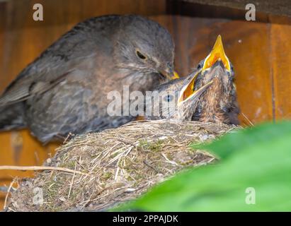 newborn baby blackbird in the nest. young bird newborn and eggs in the nest  - Turdus merula. Common Blackbird Stock Photo - Alamy