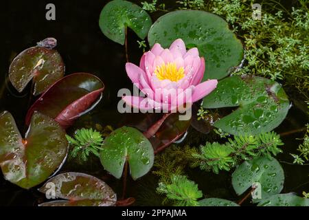 Water lilly and other aquatic plants like watermilfoil and water-starwort in a pond Stock Photo