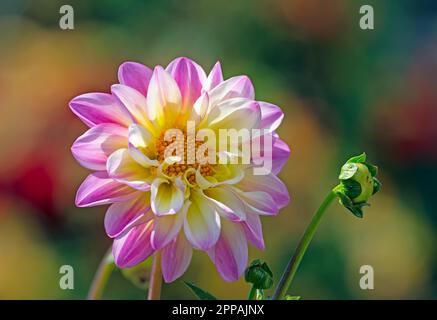 Closeup of a dahnlia flower blossom in the garden Stock Photo