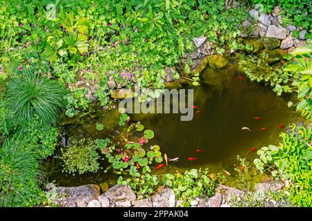 Garden pond with gold fisches, water lilly and other aquatic plants Stock Photo