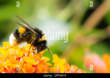 Macro of a Northern white-tailed bumblebee (Bombus magnus) on a lantana flower Stock Photo