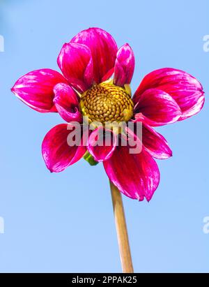 Closeup of a dahnlia flower blossom in the garden Stock Photo