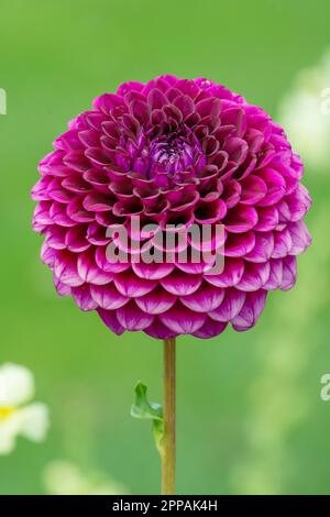 Closeup of a dahnlia flower blossom in the garden Stock Photo