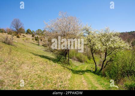 Hiking trail in the Altmuehltal valley (Bavaria) (Germany) Stock Photo