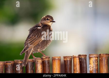 Closeup of a common starling sitting on a fence Stock Photo