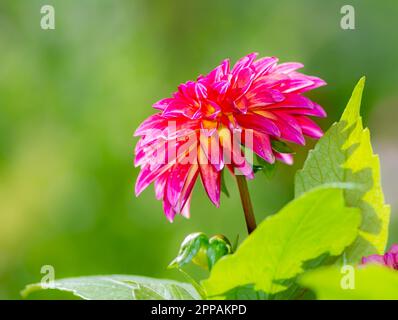 Closeup of a dahnlia flower blossom in the garden Stock Photo