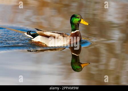 Male wild duck (Anas platyrhynchos) swimming in the water Stock Photo