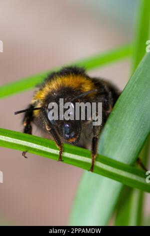 Macro of a Northern white-tailed bumblebee (Bombus magnus) Stock Photo