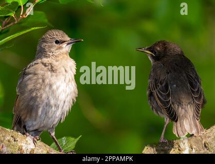 Closeup of two young starling birds Stock Photo