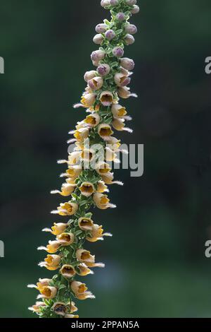 Woolly foxglove (Digitalis lanata), Germany Stock Photo