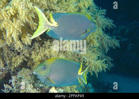 Pair of spotted rabbitfish (Siganus stellatus laqueus) in front of broccoli tree (Litophyton arboreum), dive site House Reef, Mangrove Bay, El Stock Photo