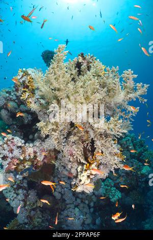 Broccoli tree (Litophyton arboreum) and a group of sea goldie (Pseudanthias squamipinnis) in the backlight. Dive site House Reef Mangrove Bay, El Stock Photo