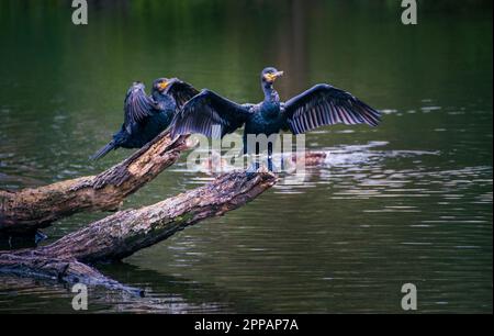 Two black cormorants drying their wings perched on a branch in a pond. Stock Photo