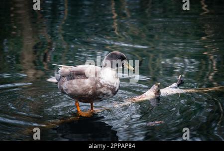 A close up of a duck balancing on a thin branch in a pond. Stock Photo