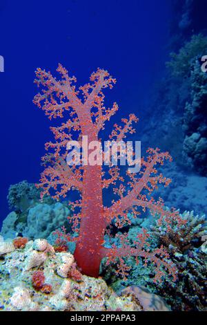 Klunzinger's tree coral (Dendronephthya klunzingeri), St. Johns Reef dive site, Red Sea, Egypt Stock Photo