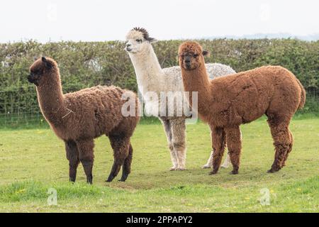 Alpacas in a field Stock Photo