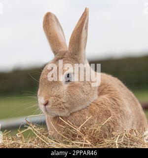 rex rabbit Stock Photo