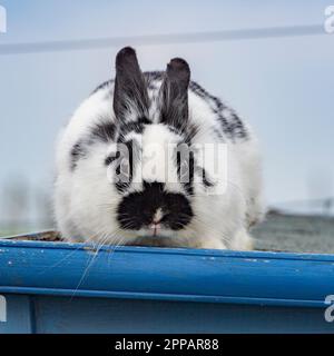 bunny rabbit Stock Photo