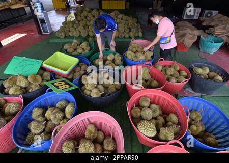 Bangkok, Thailand. 23rd Apr, 2023. Workers pile durians in Bangkok, Thailand, April 23, 2023. Local durian farmers welcome a bumper harvest in Thailand. Credit: Rachen Sageamsak/Xinhua/Alamy Live News Stock Photo