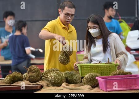 Bangkok, Thailand. 23rd Apr, 2023. People select durians in Bangkok, Thailand, April 23, 2023. Local durian farmers welcome a bumper harvest in Thailand. Credit: Rachen Sageamsak/Xinhua/Alamy Live News Stock Photo