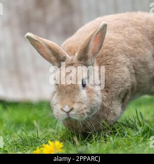 rex rabbit Stock Photo
