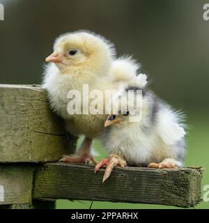 two baby chicks Stock Photo