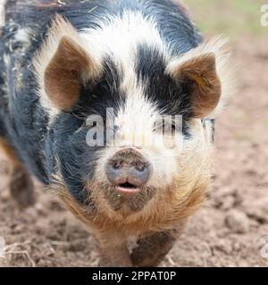 Kune Kune pig Stock Photo