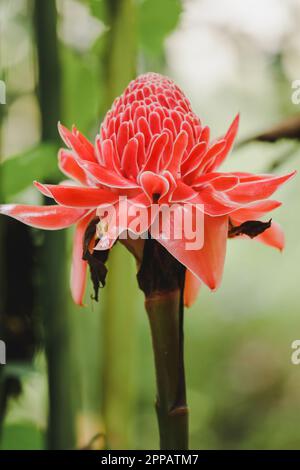 Torch Ginger is a biennial plant that has beautiful flowers. There is a growing popularity as cut flowers for sale. Stock Photo