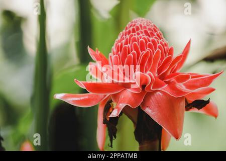 Torch Ginger is a biennial plant that has beautiful flowers. There is a growing popularity as cut flowers for sale. Stock Photo