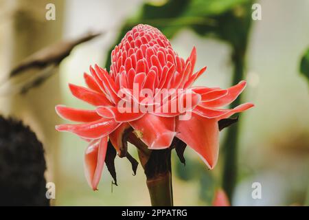 Torch Ginger is a biennial plant that has beautiful flowers. There is a growing popularity as cut flowers for sale. Stock Photo