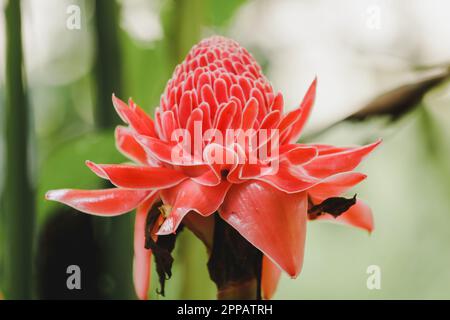 Torch Ginger is a biennial plant that has beautiful flowers. There is a growing popularity as cut flowers for sale. Stock Photo