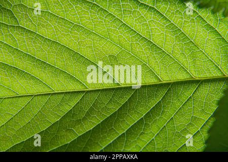 Close up of natural green leaf. High quality photo Stock Photo