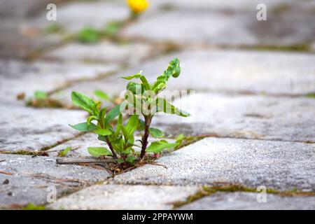 Close up view of weeds growing between paving slabs in a patio . Stock Photo