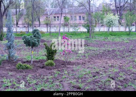 Young magnolia tree and coniferous trees. Young trees in the city park. Greening the city Stock Photo