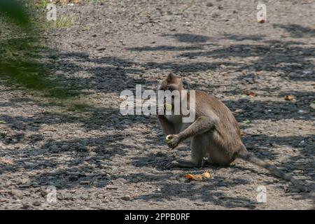 A Monkey eats food from a pile of trash on the ground on April 23, 2023 in Bogor, West Java, Indonesia Stock Photo