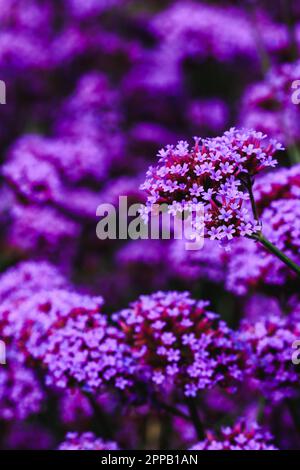 Verbena is blooming and beautiful in the rainy season. Stock Photo