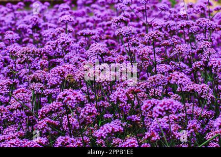 Verbena is blooming and beautiful in the rainy season. Stock Photo