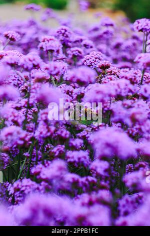 Verbena is blooming and beautiful in the rainy season. Stock Photo