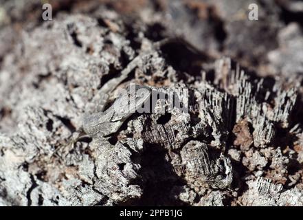 Australian native Jacky Dragon lizard, Amphibolurus muricatus, family Agamidae, camouflaged on wooden tree stump in woodland, Sydney, New South Wales Stock Photo