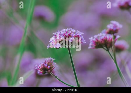 Verbena is blooming and beautiful in the rainy season. Stock Photo