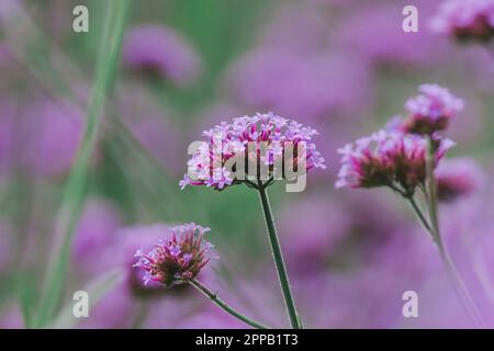 Verbena is blooming and beautiful in the rainy season. Stock Photo