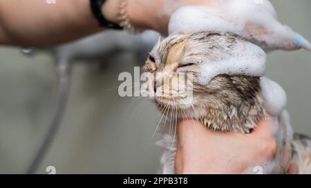 Woman shampooing a tabby gray cat in a grooming salon.  Stock Photo