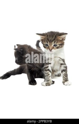 Two cute little fluffy kittens playing with each other on white background. Stock Photo
