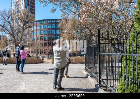 Magnolia starting to bloom in city park Stromparken during spring in Norrkoping, Sweden. Norrkoping is a historic industrial town. Stock Photo