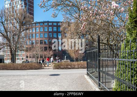 Magnolia starting to bloom in city park Stromparken during spring in Norrkoping, Sweden. Norrkoping is a historic industrial town. Stock Photo