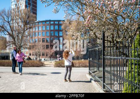 Magnolia starting to bloom in city park Stromparken during spring in Norrkoping, Sweden. Norrkoping is a historic industrial town. Stock Photo