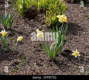 Narcissus 'Avalon' Stock Photo