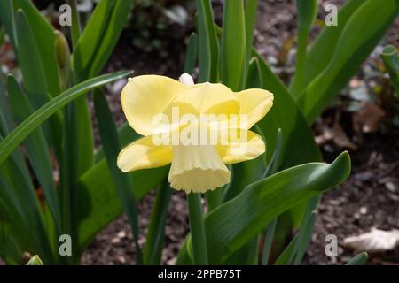 Narcissus 'Avalon' Stock Photo