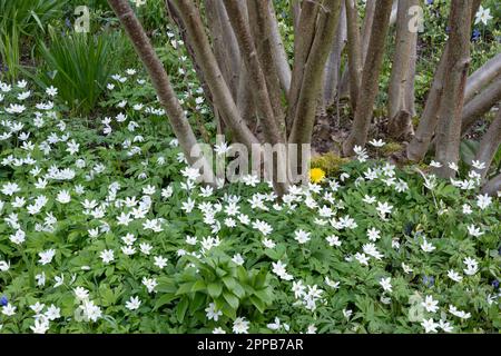 Wood Anemone, Anemone nemorosa Stock Photo
